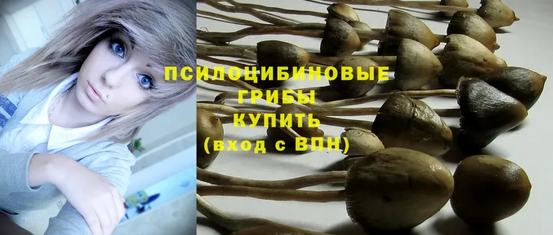 Галлюциногенные грибы Psilocybine cubensis  Анадырь 